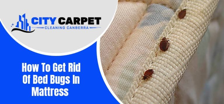 How To Get Rid Of Bed Bugs In Mattress